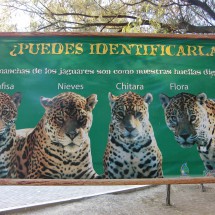 Different kinds of Jaguars